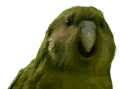 :loro_wachinga: